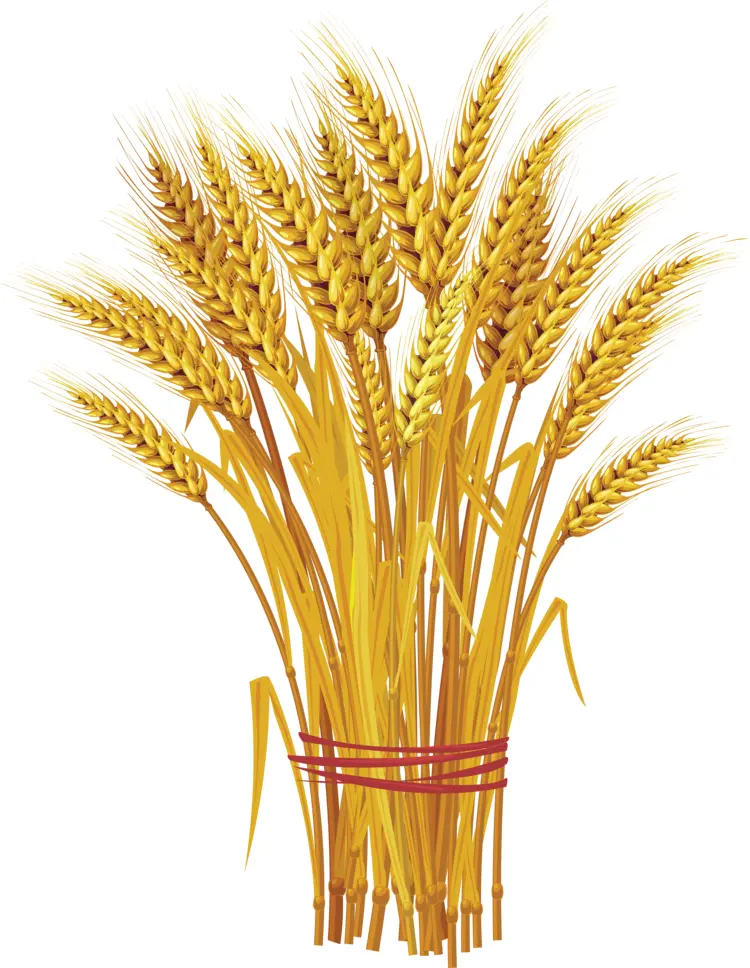 Bundle of Wheat for Harvest Season
