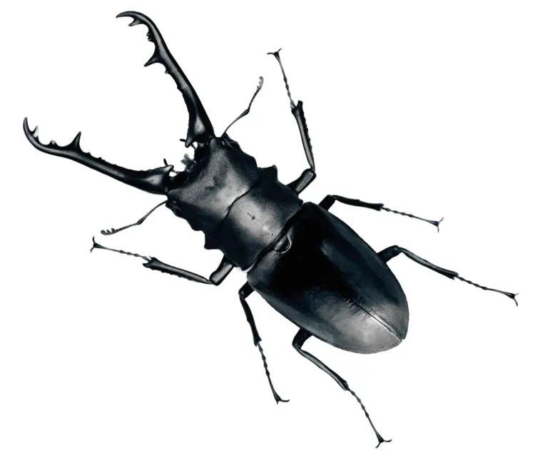 Stag Beetle in Natural Habitat