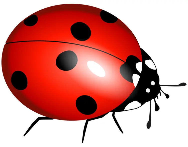 Red Ladybug with Black Spots