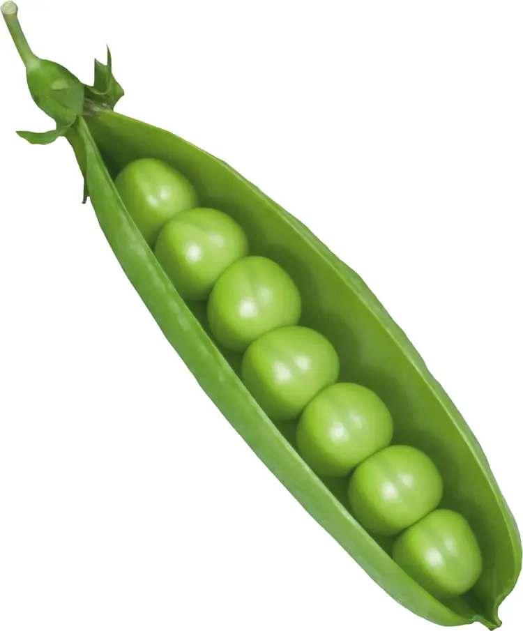 Fresh Green Peas in Pod