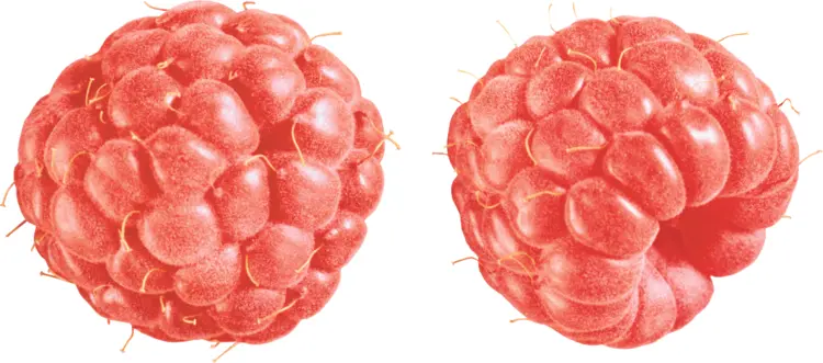 Pair of Juicy Red Raspberries