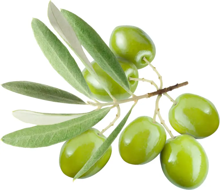 Green Olives on Branch with Leaves