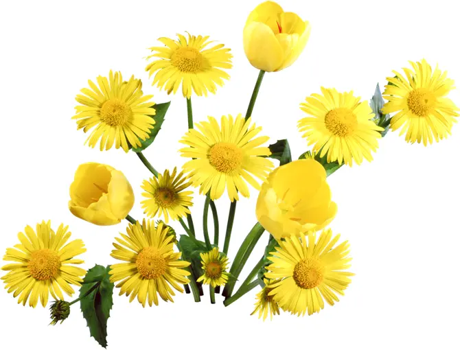 Yellow Flowers with Green Leaves