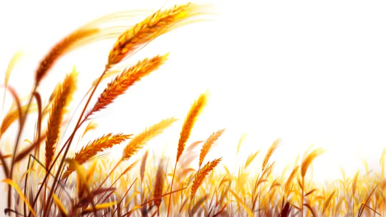 Field of Golden Wheat Ears
