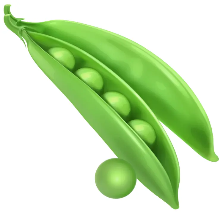 Fresh Green Peas in Pod