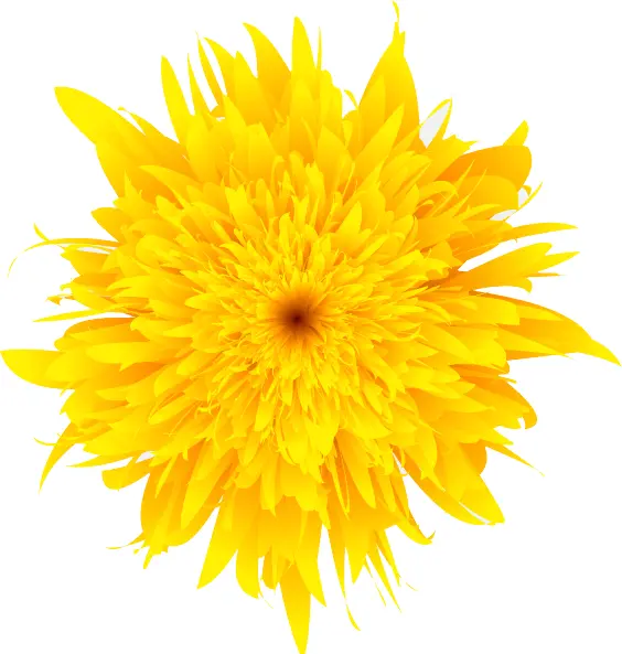 Close-up of a Yellow Dandelion