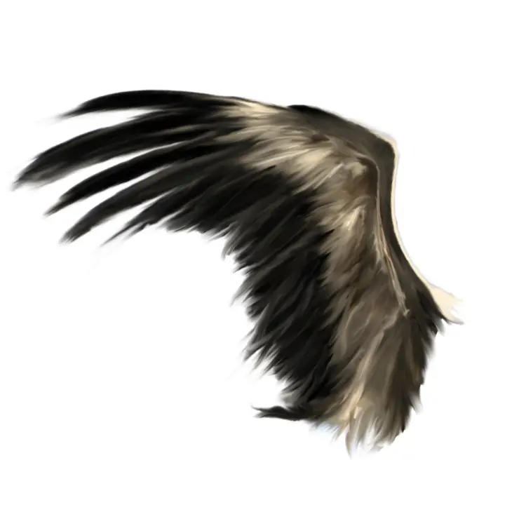 Single Black Wing