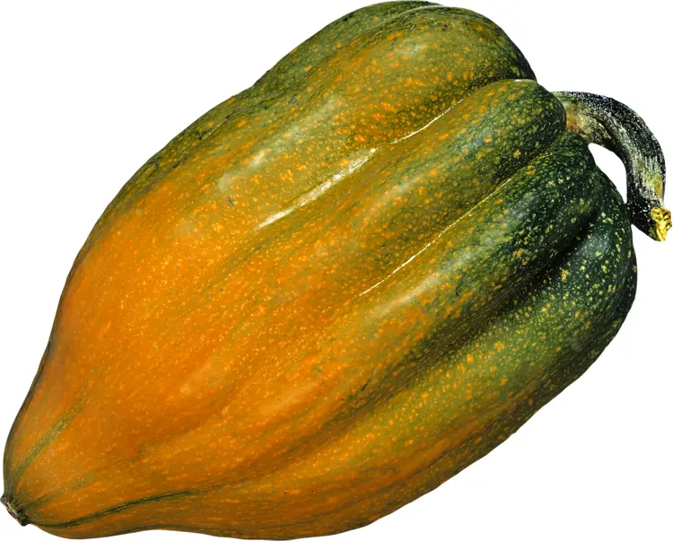 Green and Orange Pumpkin