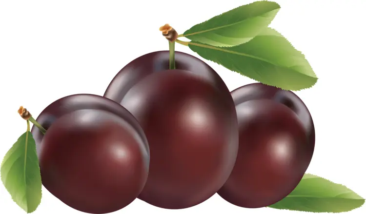 Fresh Purple Plums