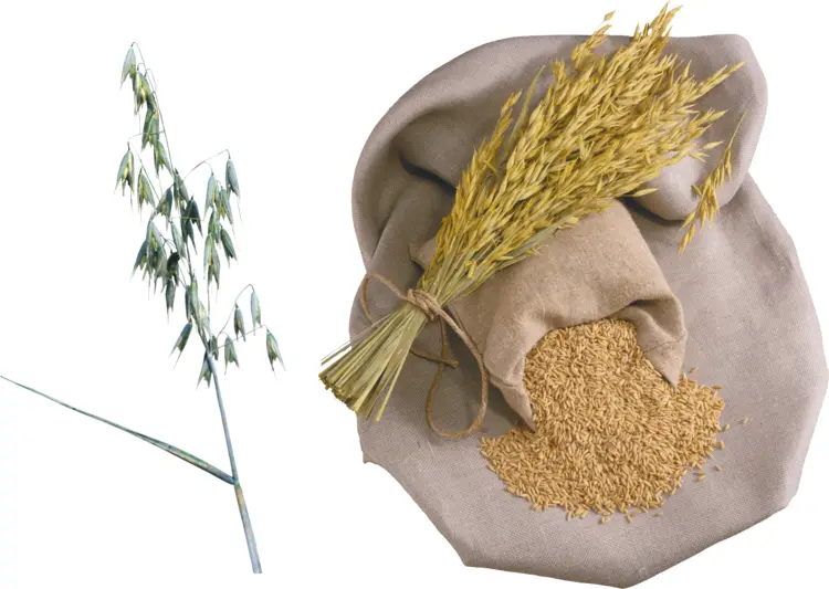 Oats and Grains for Healthy Breakfast