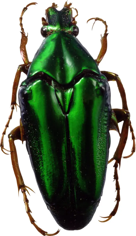 Shiny Green Beetle