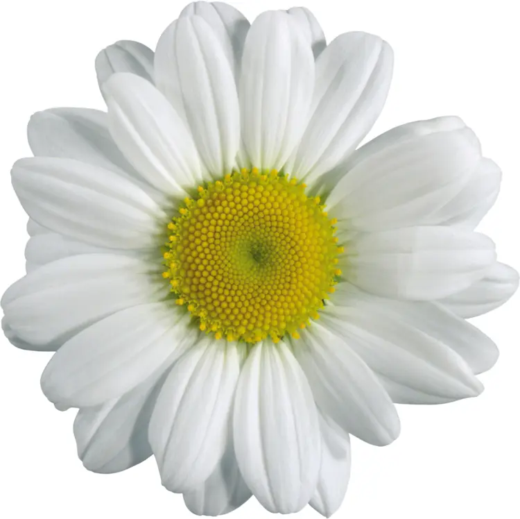 Beautiful White Daisy Flower