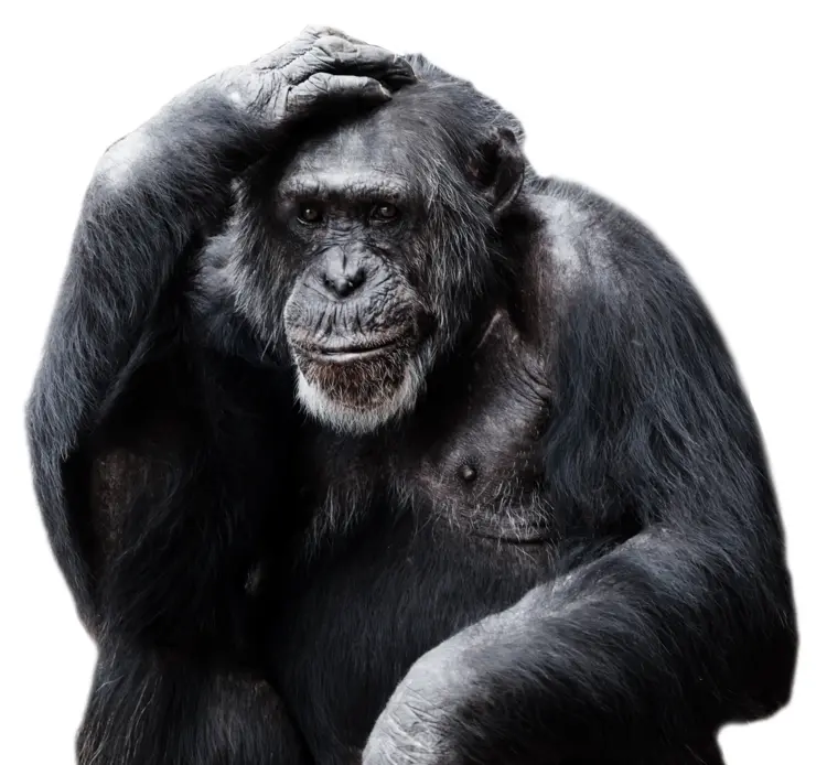 Thoughtful Chimpanzee in the Wild