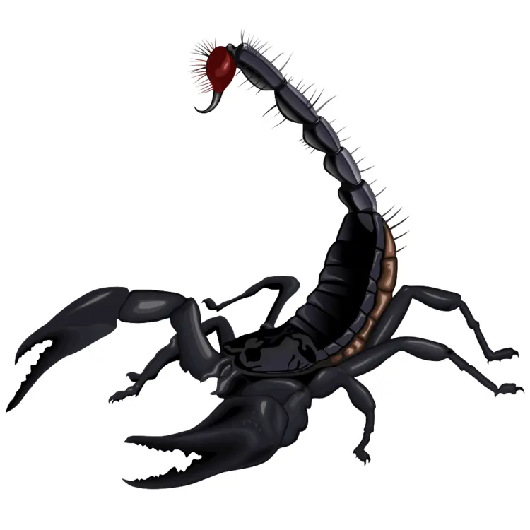Black Scorpion with Raised Stinger