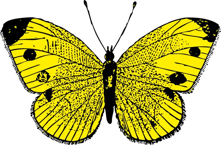 Yellow Butterfly Cartoon Illustration