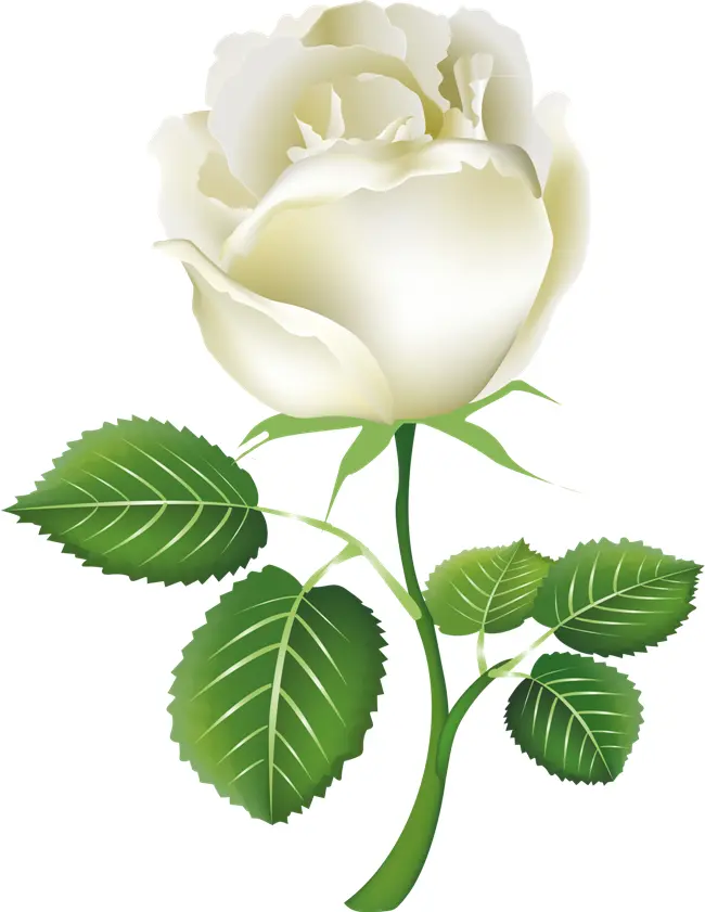 White Rose Illustration