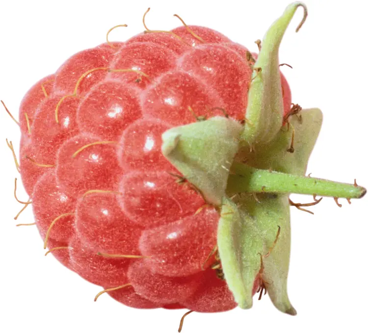 Fresh Red Raspberry