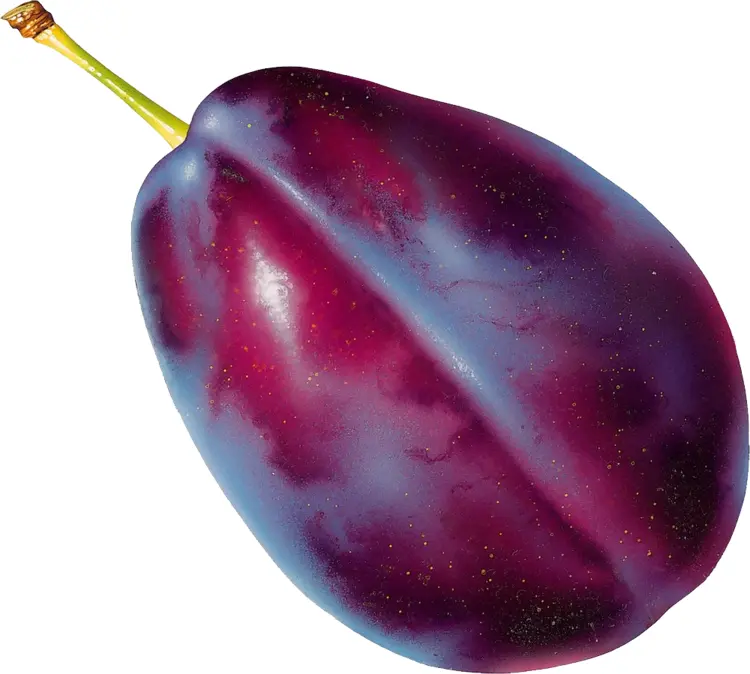 Juicy Purple Plum