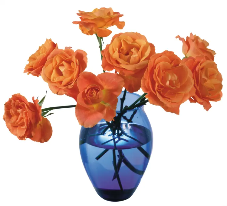 Blue Vase with Bright Orange Flowers for a Pop of Color