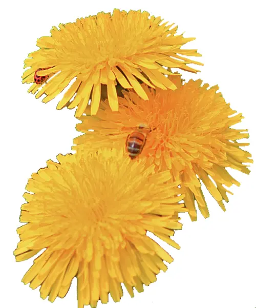 Yellow Dandelions with Bees