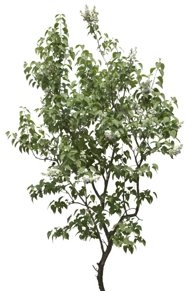 Lush Green Tree