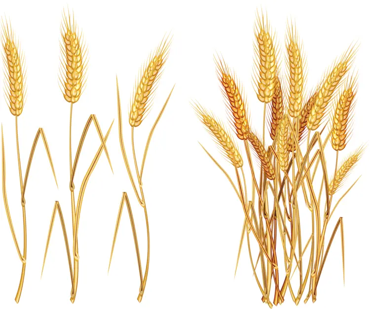 Wheat Stalks Illustration