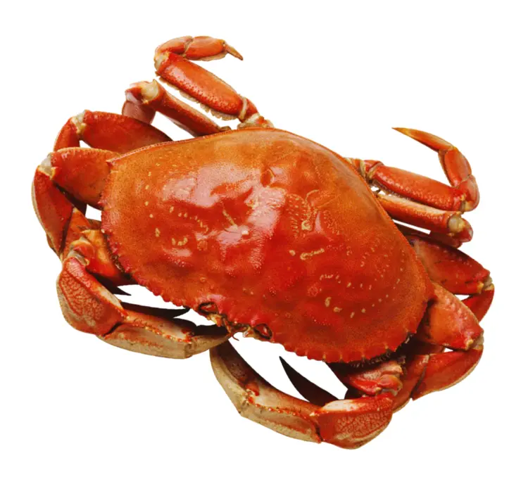 Red Crab with Hard Shell