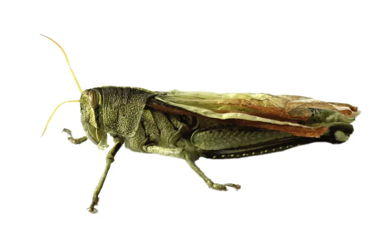 Grasshopper with Folded Wings