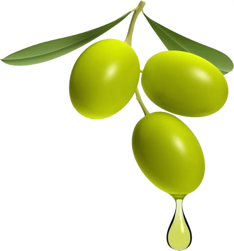 Olive Branch with Dripping Olive Oil