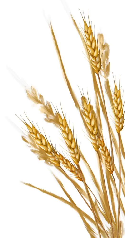 Golden Wheat Stalks Illustration