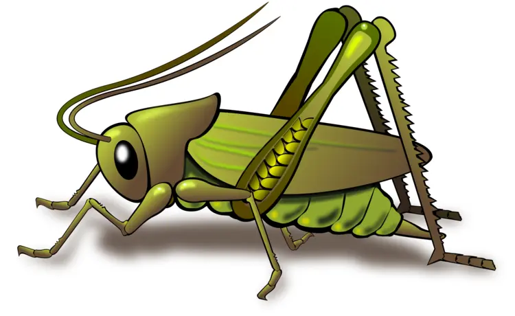 Green Grasshopper with Long Legs