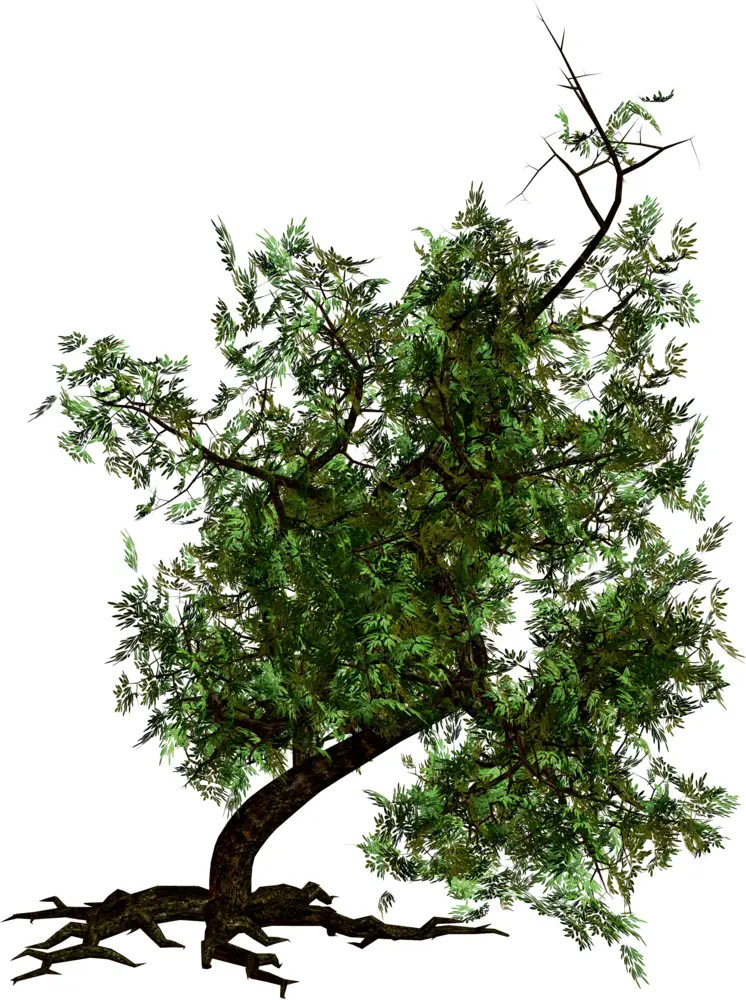 Lush Green Tree with Roots