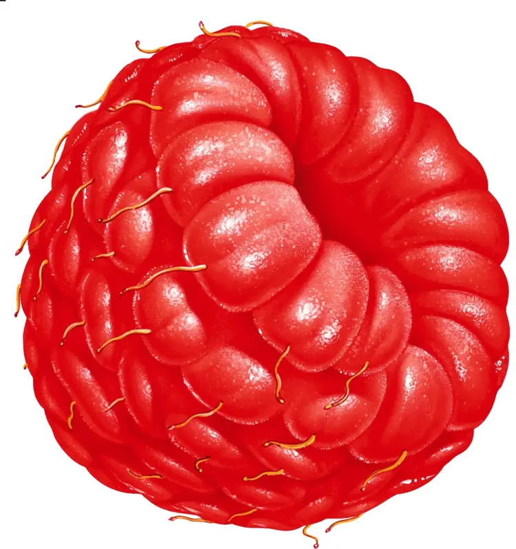 Detailed Close-up of Red Raspberry