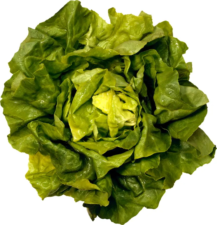 Fresh Butterhead Lettuce