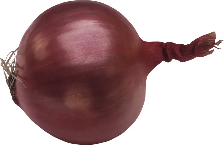 Fresh Red Onion
