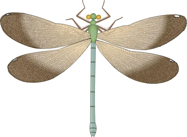 Detailed Dragonfly Illustration