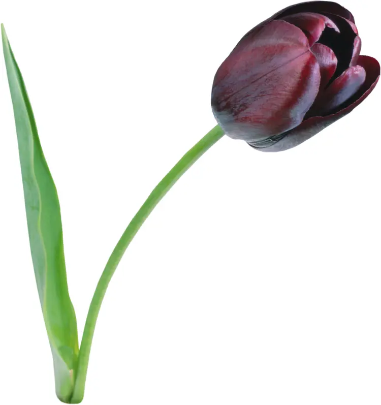Black Tulip in Bloom