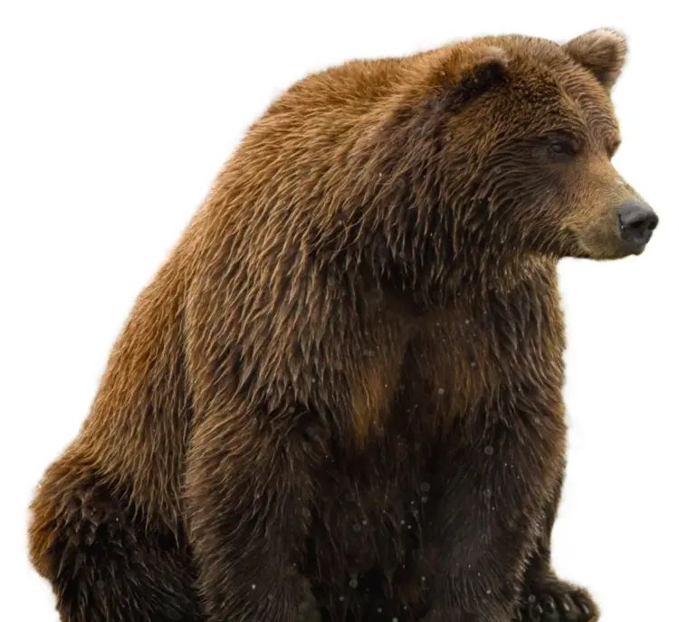 Powerful Brown Bear in the Wild