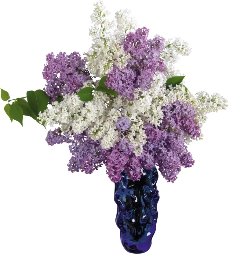 Lilac Flowers in Vase