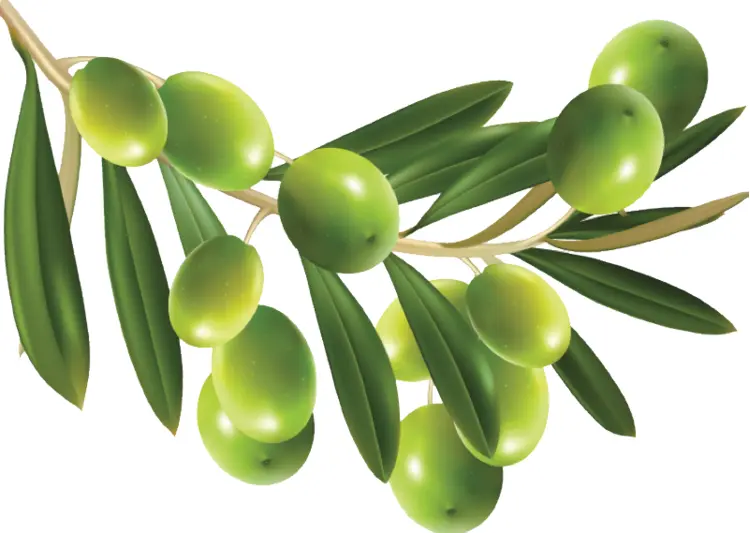 Green Olives on Branch