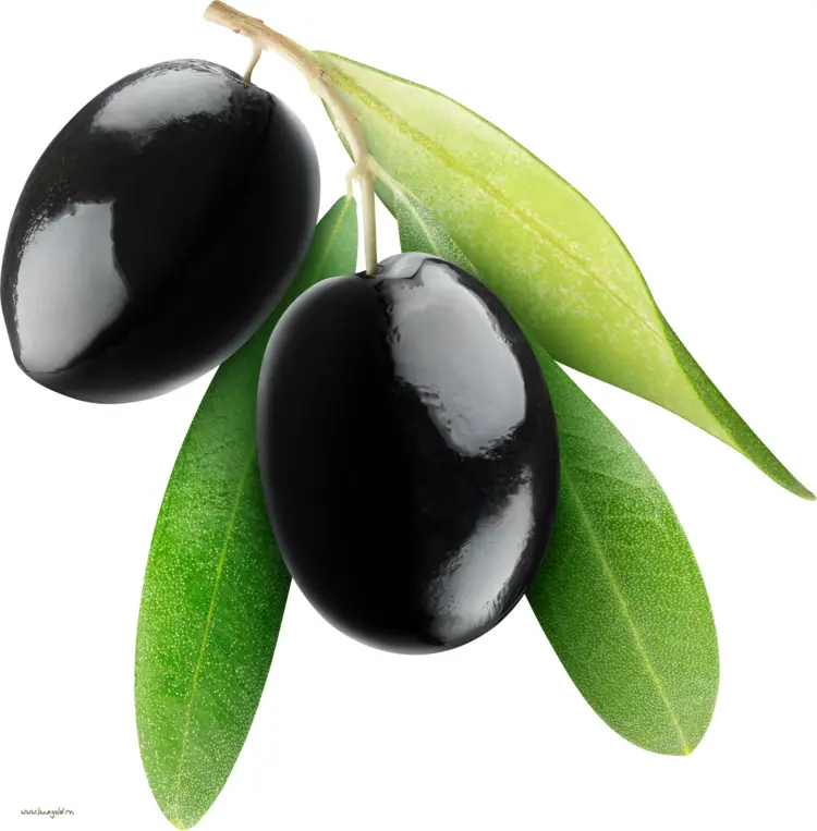 Ripe Black Olives with Green Leaves