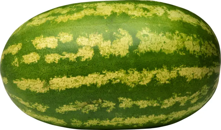 Oval Juicy Watermelon