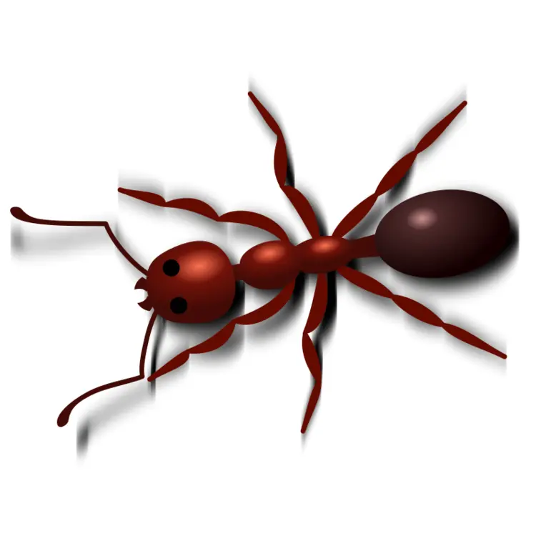 Red Ant Top View