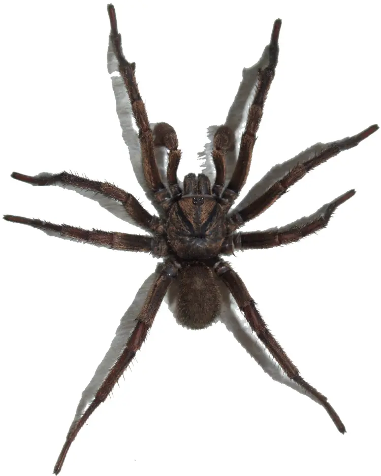 Brown Spider