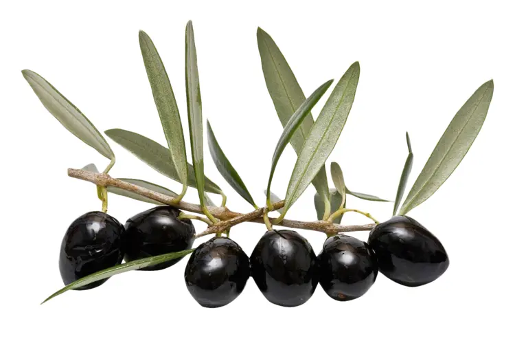 Fresh Black Olives on Branch