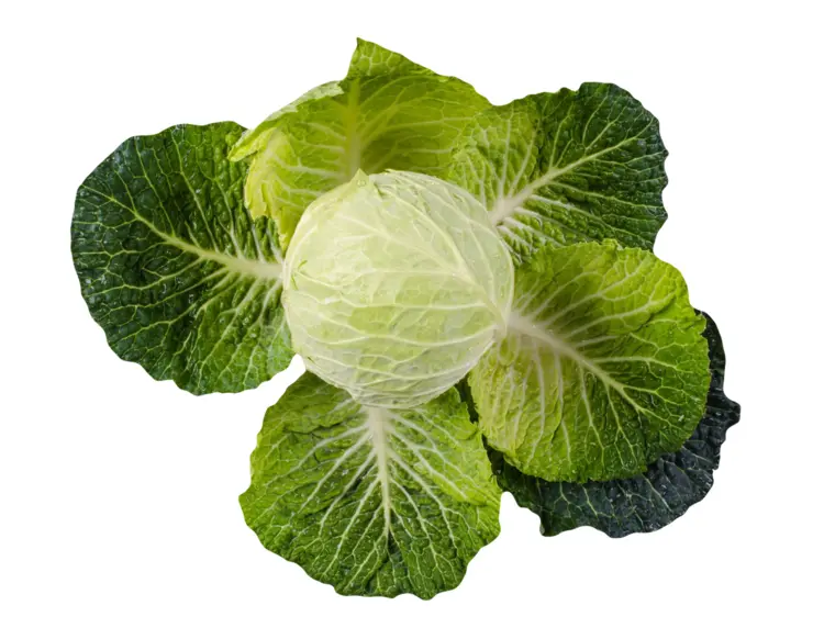 Fresh Green Cabbage with Leaves