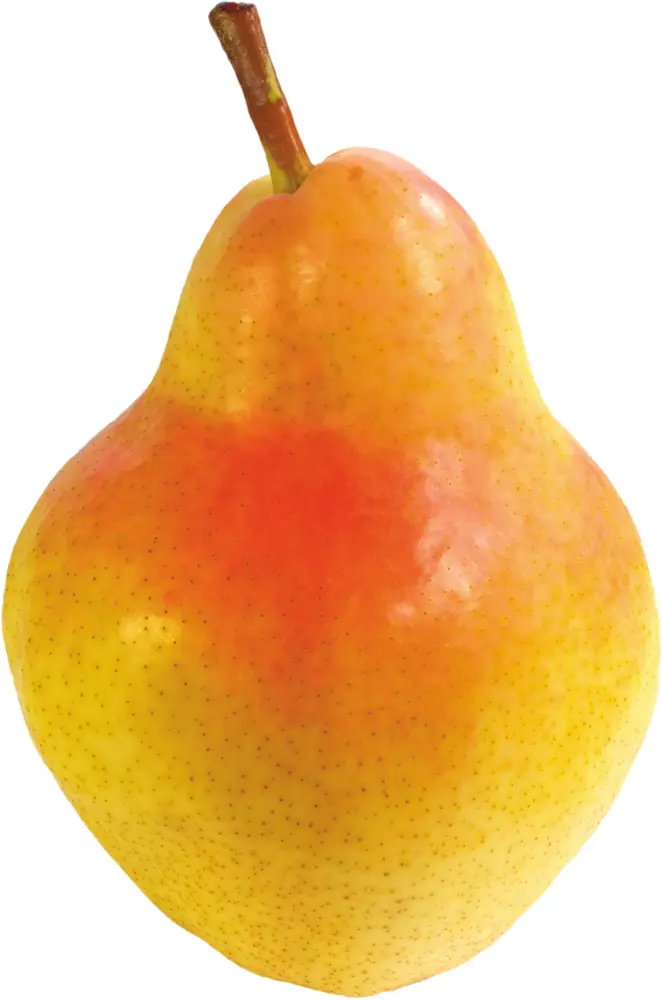 Single Yellow Pear