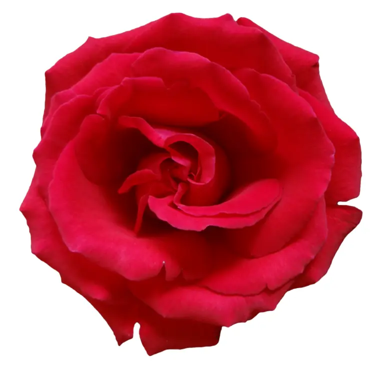 Single Red Rose in Full Bloom