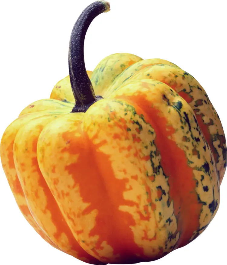 Striped Pumpkin with Long Stem