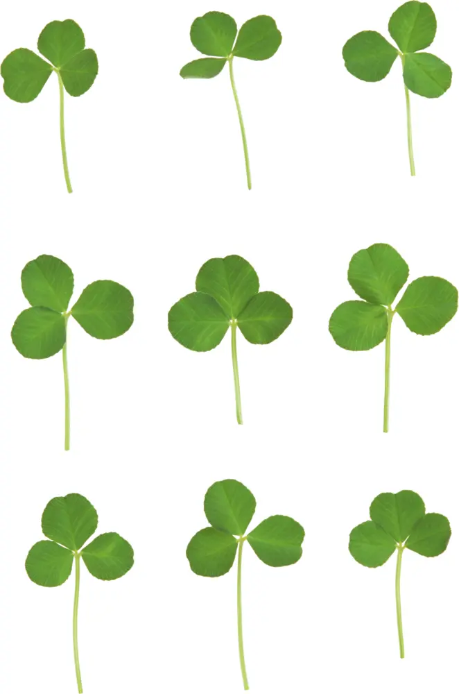 Collection of Three-leaf Clovers